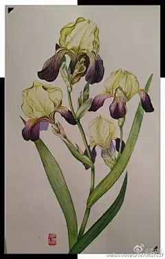 水彩--鸢尾花 - 高清图片，堆糖，美图壁纸兴趣社区