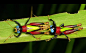 Megacheilacris bullifemur 配色很抢眼的蝗虫