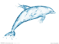 海豚(1024×775)  海豚 水