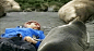 海豹睡人摄影师Charlie Bird在南极被海豹睡了～