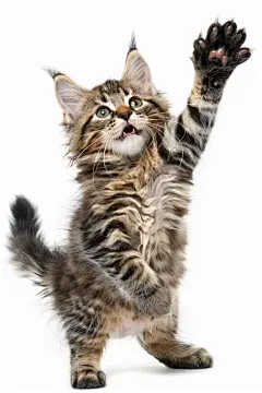 可爱的猫咪缅因猫宠物摄影图片