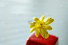 小黄野花在红花瓶，微距拍照，选择性聚焦