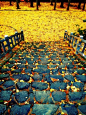 北海道、札幌市，银杏地毯。暖心的黄色···