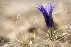 紫罗兰花龙胆特写