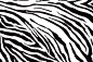 斑马纹黑白纹理花纹条纹背景矢量图素材