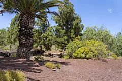 金丝雀棕榈(canariensis)是棕榈科槟榔科的一种开花植物。
