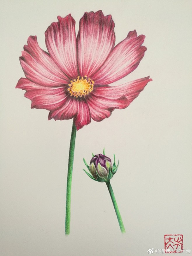 彩铅手绘今日手绘色铅手绘彩色铅笔画手绘原创手绘第一个原创手绘花卉
