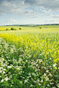 Cowparsley the Blog: Following The Dream: 