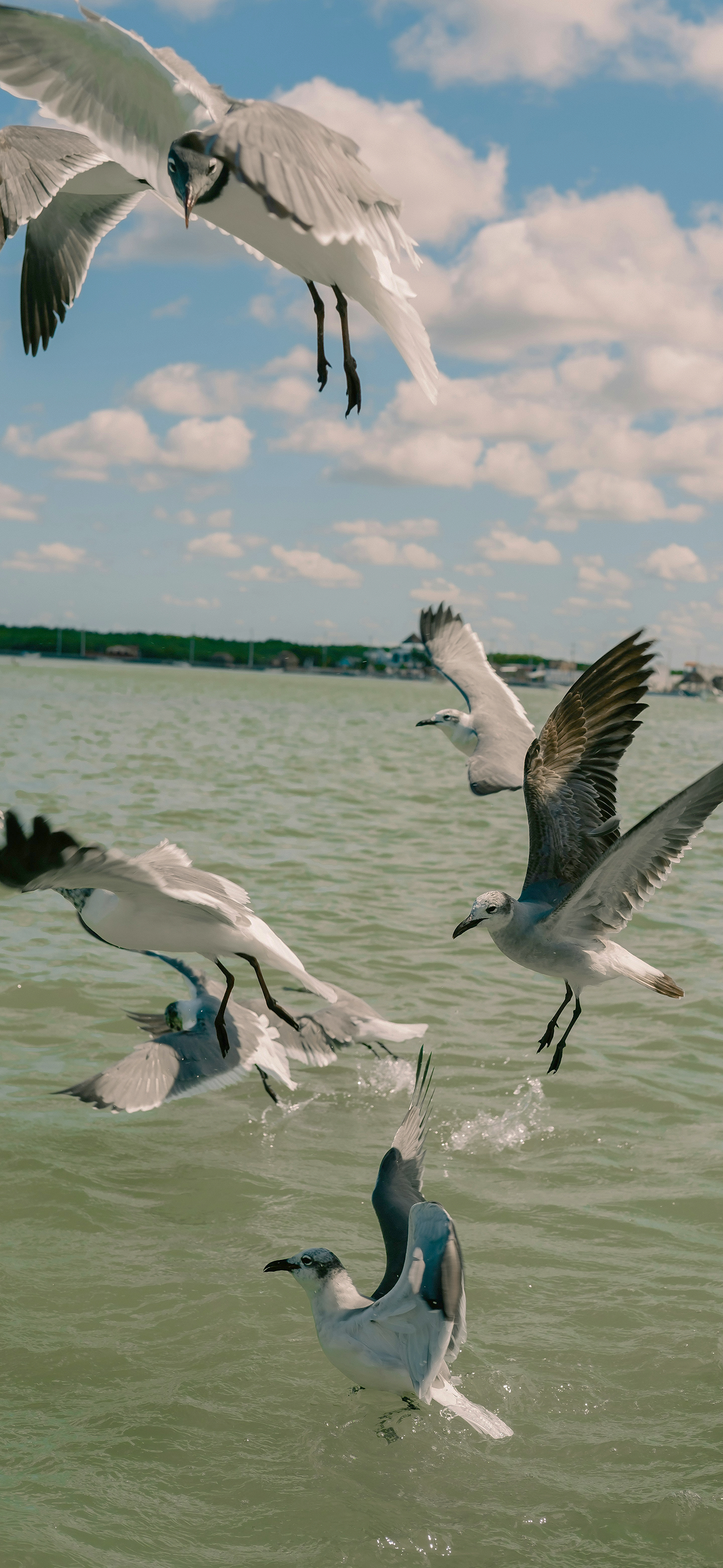 又发现一张还不错的手机壁纸