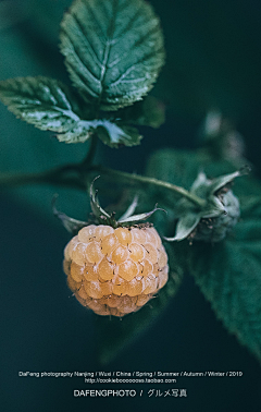 小菜月子采集到植物图片参考
