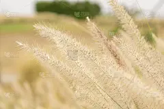 闭上茅草在早晨被风吹