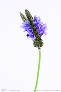 う夜菋詇♪;采集到花卉/植物/果实