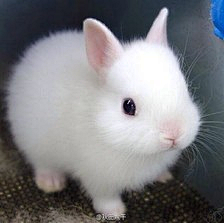 M一坨兔子采集到兔兔兔兔兔纸兔叽殿下
