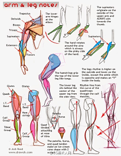 dawner66采集到腿部骨骼肌肉