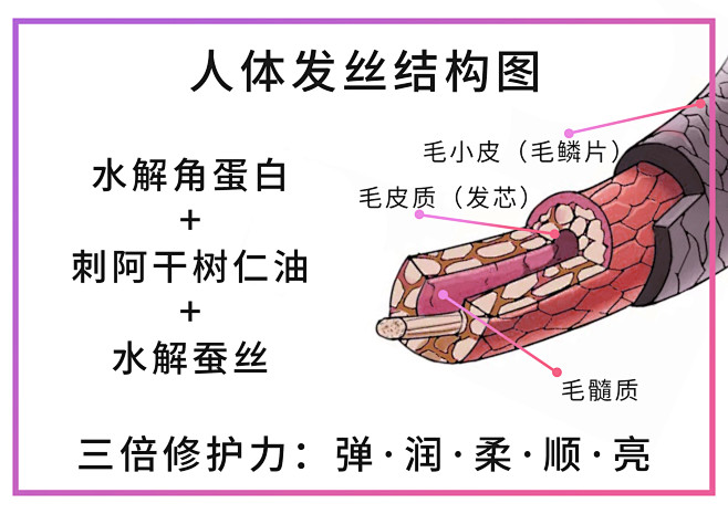 人体头发结构