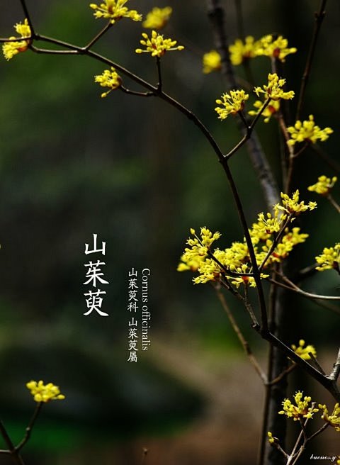 人人网 - 浏览相册 - 植物识别~作者...