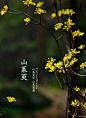 人人网 - 浏览相册 - 植物识别~作者杨骏（景观设计必看）