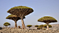 trees_tree_landscape_island_blood_dragons_yemen_endemic-834887.jpg!d (1600×915)