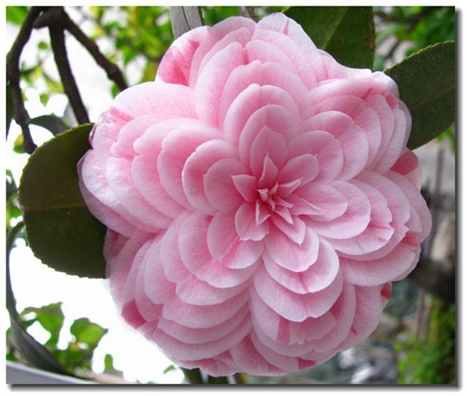 十八学士茶花 即 十八学士 （茶花品种）...