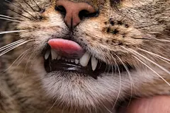 点击来源直接获取大图文件 |棕色的猫伸出舌头。聚焦于牙齿