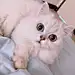 K大人的离线铲屎官