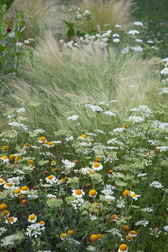 春黄菊Anthemis