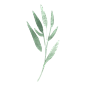 手绘水彩DIY花卉植物叶子免扣PNG透明背景图案 AI印刷矢量PS素材 (69)