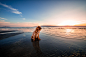 狗狗 - animal beach dog