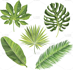 好色之图amy采集到植物