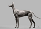 犬的解剖模型，艺术家：Idan Itzhaki ​​​​