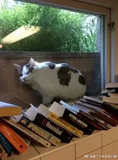 #猫猫狗狗那些事儿##萌宠##萌宠糗事# 
你的主子无处不在
@二货小狗汪汪  @毛小喵猫猫健康  @毛小汪萌宠日记  @毛小汪汪表情包  @崔ssssssssssss  @爆笑狗狗毛小汪 ​​​​