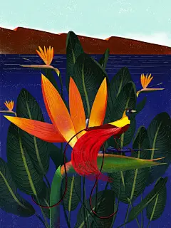 莲花插画，作者：Decue Wu