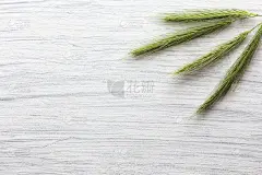 发现小麦是白的