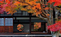 #AD+##京都##京都红叶# 赏红叶的季节又来了。在日本，赏红叶，被称作紅葉狩り(もみじがり)，和赏樱的花見（はなみ）一样，拥有了属于自己的专有名词。可见赏红叶在日本人心目中地位，并不亚于樱花。赏红叶，应属深秋最美之事。要问日本红叶何处最值得一探，非京都莫属。在这个迷人的金秋，随我们去到京 ​​​​...展开全文c