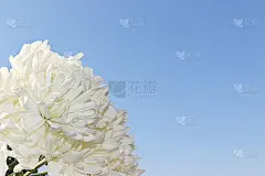 抽象的春季花卉背景，横幅，简约的节日概念。母亲节贺卡，生日快乐，婚礼，