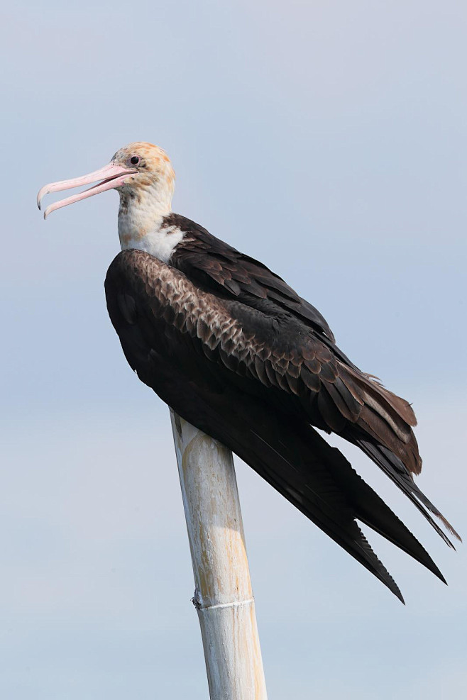 鲣鸟目军舰鸟科军舰鸟属白腹军舰鸟