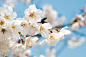 旧都的樱花 - 尼康, 樱花, 南京, 植物, 微距 - asusmt - 图虫摄影网