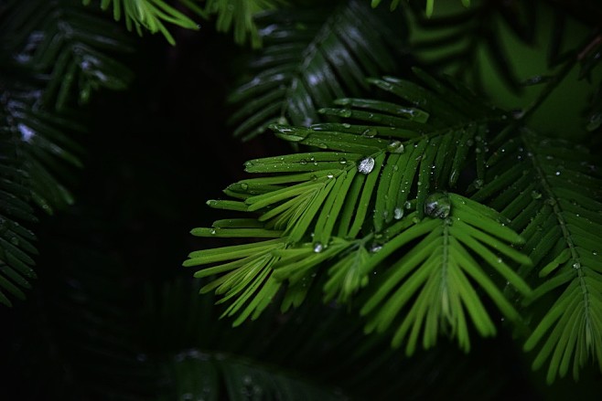 水滴, 雨后, 下雨, 植物, 护眼, ...