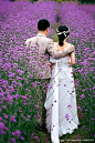 薰衣草--紫色的梦_婚纱照片欣赏_杭州19楼