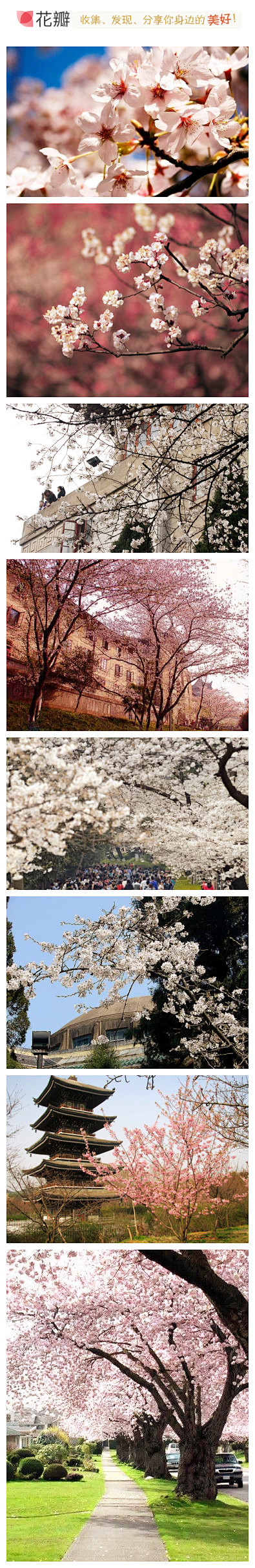 又是一年樱花开，图中的花海其实是武汉大学...