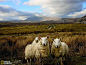 苏格兰高地的羊群