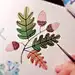爱吃提子Fiona