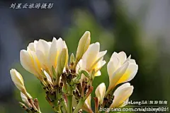 我在海南琼海租住的绿色生态小区什么样实拍, 刘星云旅游攻略