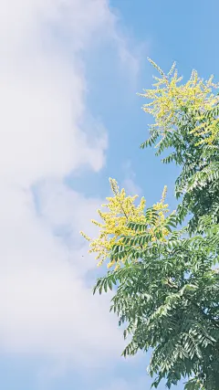 小清新唯美夏日风光图片手机壁纸