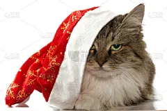 猫,红色,帽子,新年前夕,注视镜头,圣诞老公,特色服装,贺卡,圣诞帽,新的