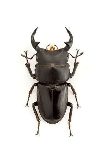 锹形虫甲虫昆虫鞘翅目