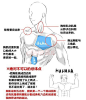 #SAI资源库# 《画动漫肌肉的小知识与小诀窍》非常实用的画画技巧，自己收藏，转需~（作者：幸坊 P站ID=2383650 翻译：平之）