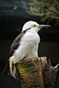 鴷形目·啄木鸟科·食果啄木鸟属：白啄木鸟