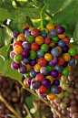 Grapes of many colours