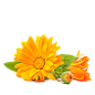 calendula-2.png (430×430)